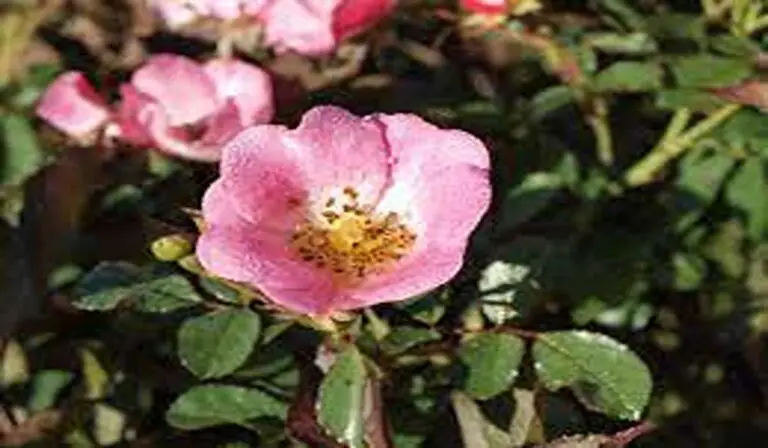 Carefree Delight Rose Care & Growing Tips: A Comprehensive Guide