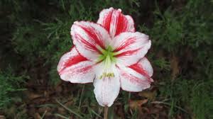 Amaryllis Capstone Care & Growing Guide: Unlocking the Secrets of Bloom