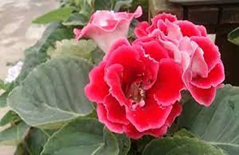 Embracing the Beauty: Gloxinia Plant Care and Growing Tips