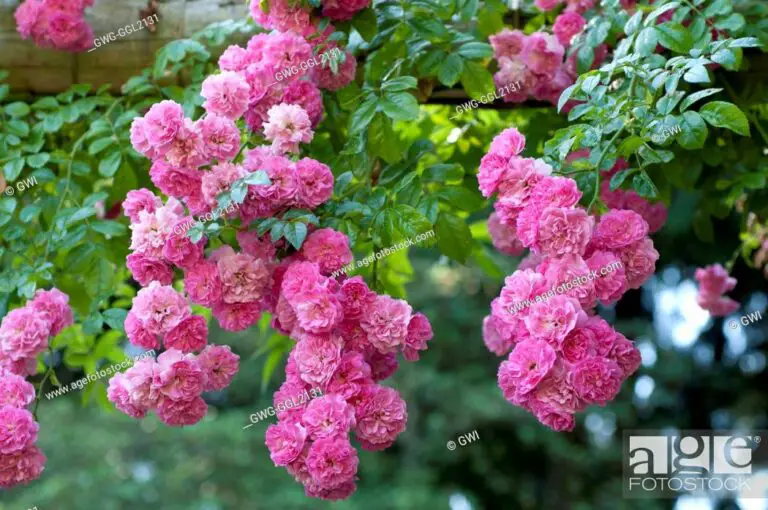 Rambler Roses: 9 beautiful varieties