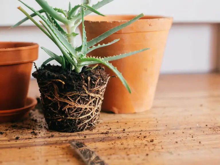 When to Transplant Houseplants: A Complete Guide