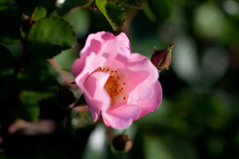 Carefree Delight Rose