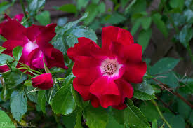 Altissimo Rose Care & Growing Guide