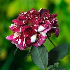 Black Dragon Rose Plant 