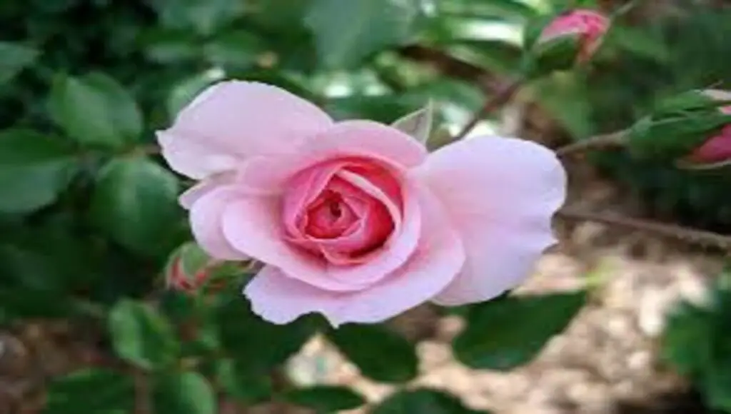 Bonica Shrub Rose care