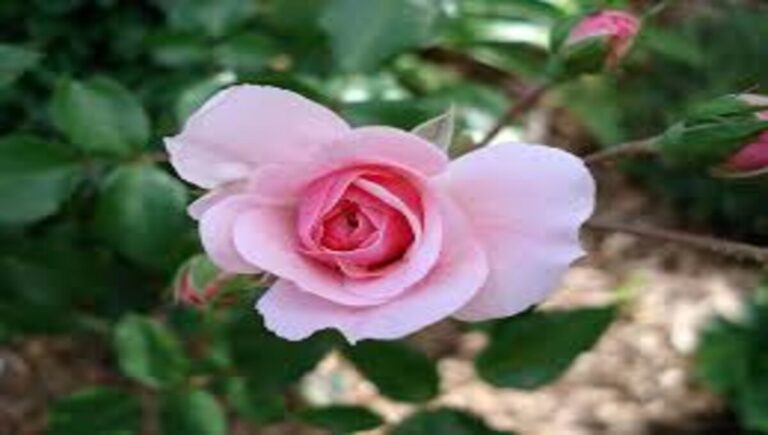 Bonica Shrub Rose Care & Growing Guide