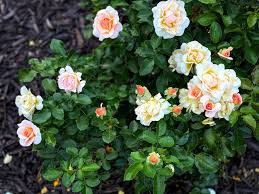 Nitty Gritty Roses Care