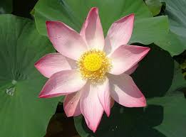 Lotus Nelumbo nucifera care 