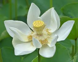 The Art of Nurturing Lotus Nelumbo nucifera: A Gardener’s Journey
