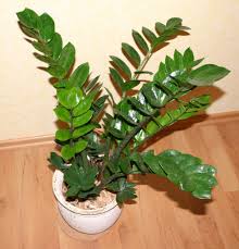 ZZ Plant (Zamioculcas zamiifolia)   Evergreen Indoor Plant
