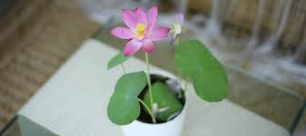 Unleash the Rainbow Lotus: Indoor & Outdoor Care Guide for Dazzling Lotus Blooms