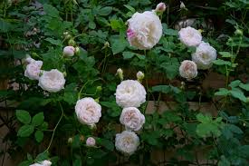Madame Plantier Alba Rose care