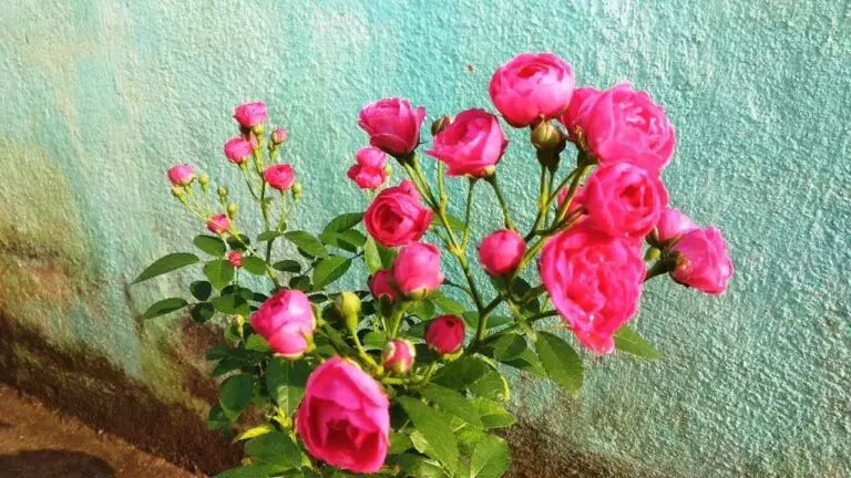 A Comprehensive Guide to Growing and Caring for Button Rose Plants