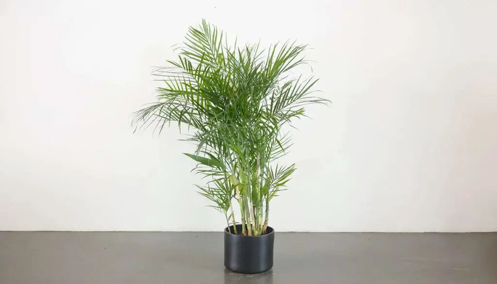 How to Keep Your Bamboo Palm Healthy