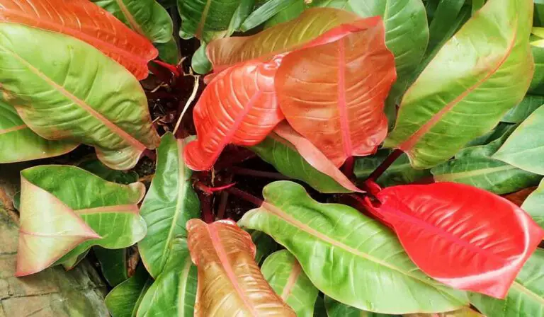 Essential Guide to Orange Princess Philodendron