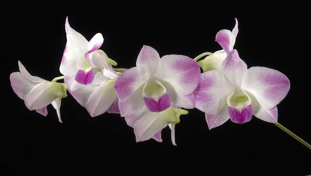 Sapphire Orchid Care