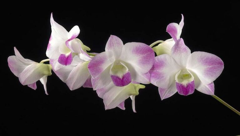 Unlocking the Magic: Sapphire Orchid Care Tips & Types