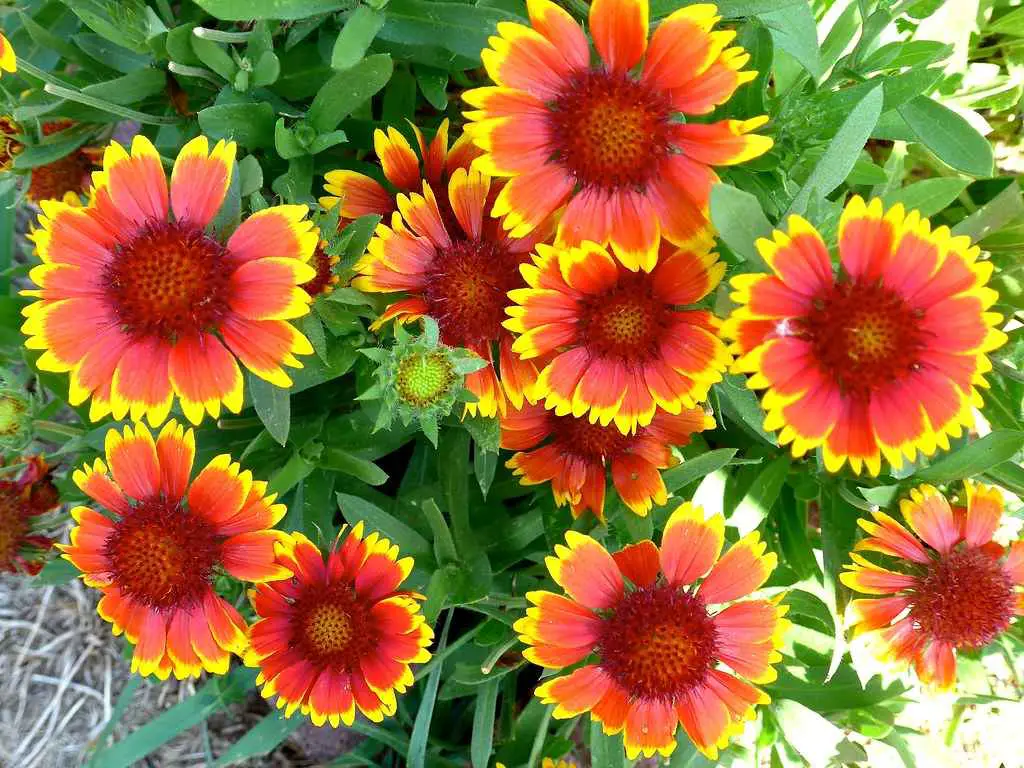 Blanket Flowers
Drought-Defying Tropical Plants
