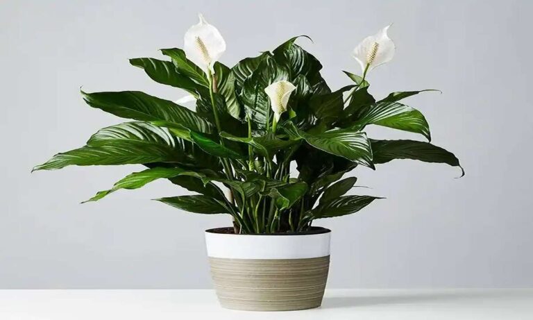 Peace Lily Stephanie: Your Easy-Care Guide to Indoor Jungle Vibes