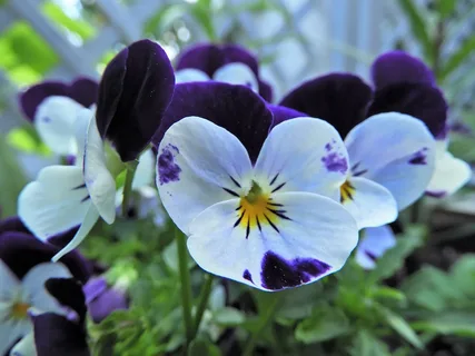 pansy flower
5 Flowers to Plant in April
