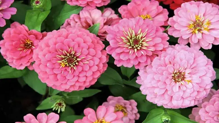 5 Flowers to Plant in April: Beauty for Your Home