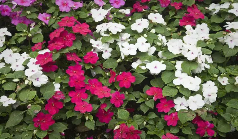 Shade’s Dazzling Champion: The Impatiens Guide