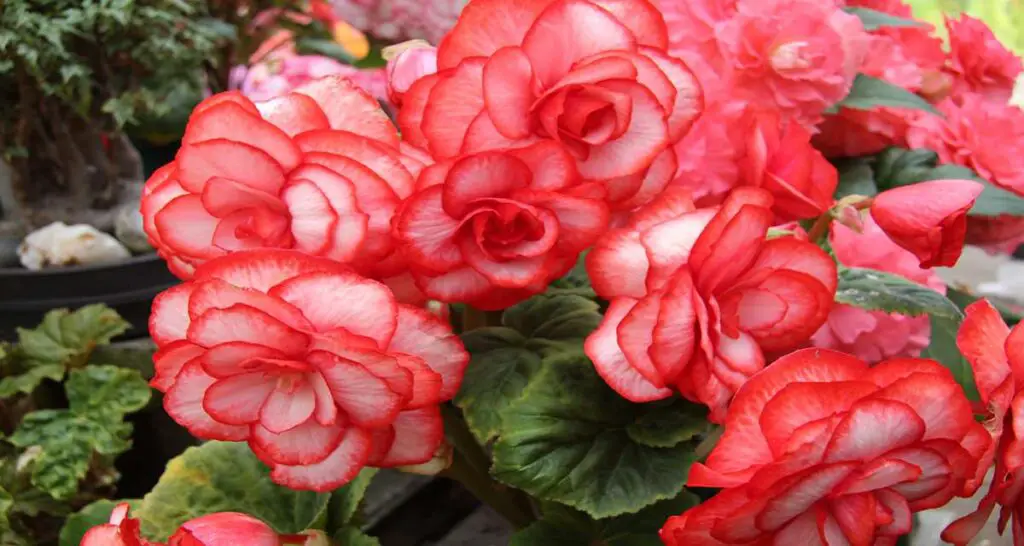 double up pink begonias