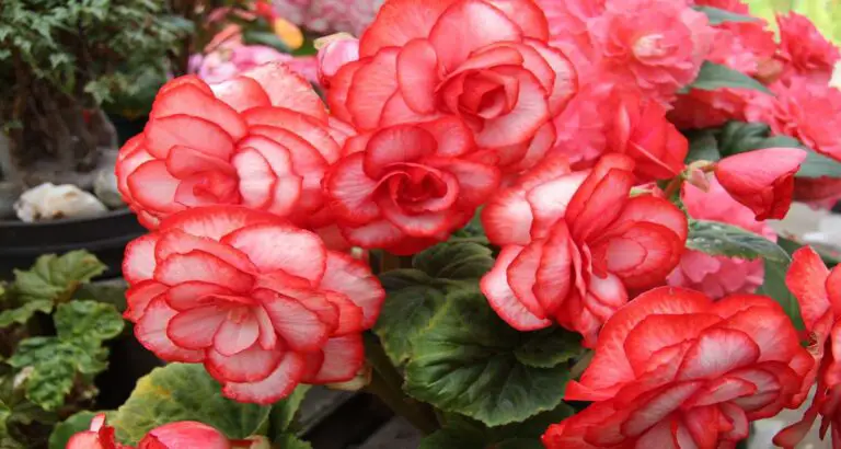 Double Up Pink Begonias: Easy Care, Double Blooms All Summer!