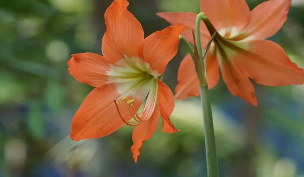 how to get a amaryllis to rebloom