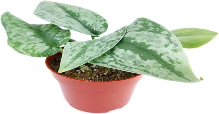 Silver Splash Pothos: A Stunner with Silver Linings