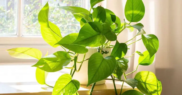 Neon Pothos Plant Care Guide: Watch Your Indoor Jungle Thrive