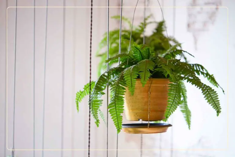 5 Low-Light Hanging Plants to Brighten Your Shady Space