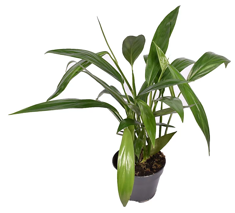 Pothos Amplifolia plant