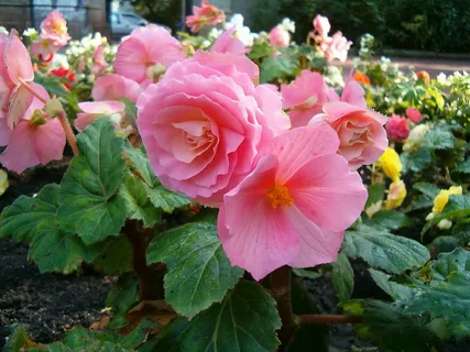 double up pink begonias