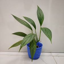 Pothos Amplifolia plant