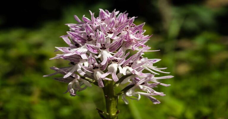 The Alluring Naked Man Orchid (Orchis Italica): A Detailed Guide