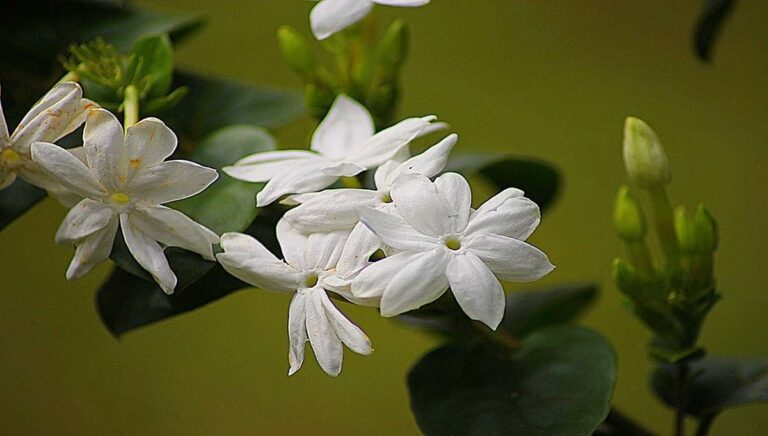 3 Best Types of Jasmine Plants to Grow Indoors – Easy Care Tips and Benefits