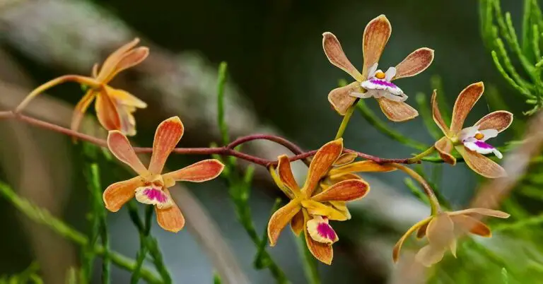 Unveiling the Encyclia Orchid: A Beginner’s Guide