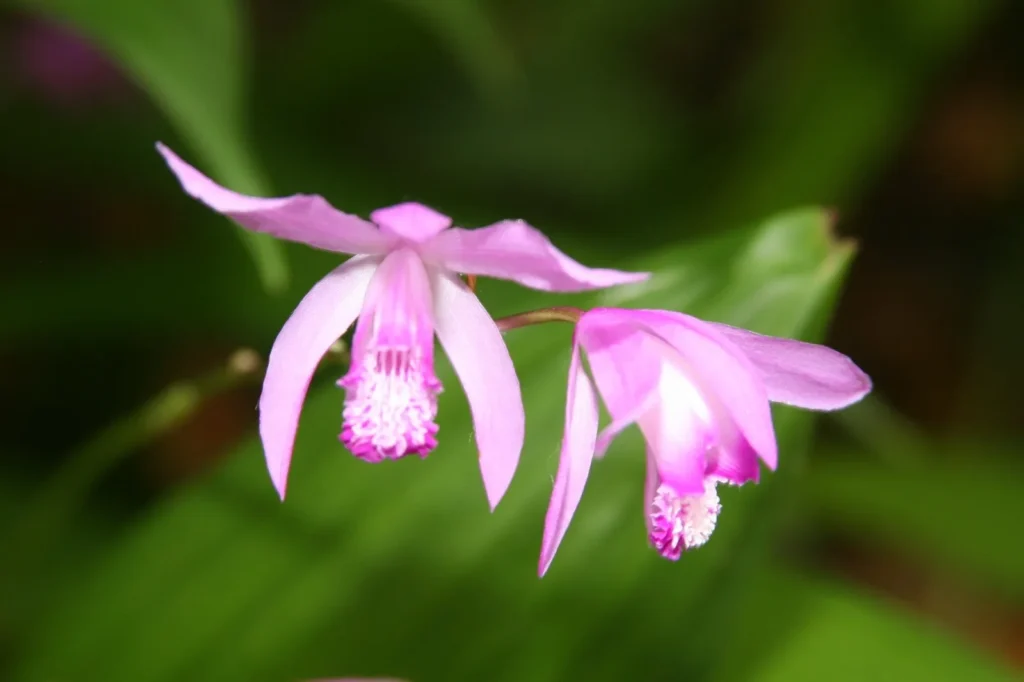 pleione formosana orchid