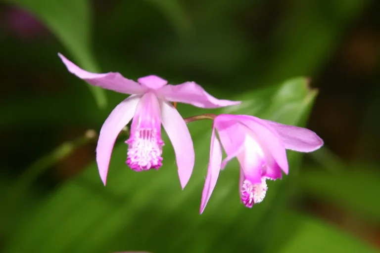 Pleione Formosana Orchid: A Windowsill Beauty with Easy Care