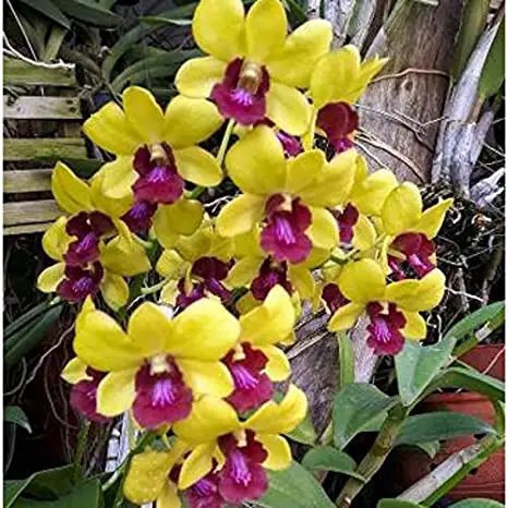 Dendrobium orchid yellow