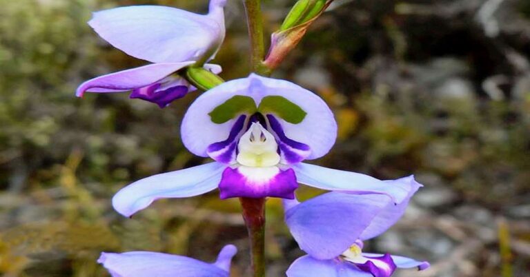 Unveiling the Disa Orchid: A Captivating Bloom