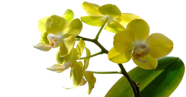 Sunshine Indoors! Easy Yellow Orchids to Brighten Your Home