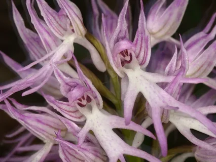  Naked Man Orchid (Orchis Italica)