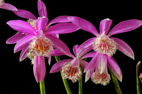 pleione formosana orchid