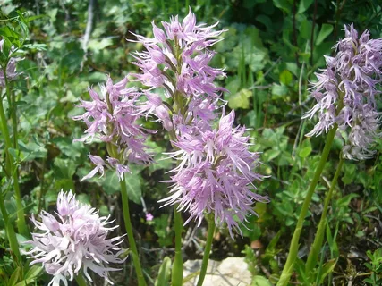  Naked Man Orchid (Orchis Italica)