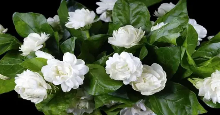 Comprehensive Guide to the Chinese Emperor Jasmine Plant