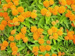 Butterfly Weed plant