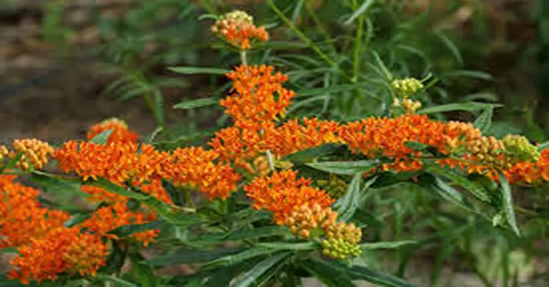 Grow Butterfly Weed: A Complete Guide to Planting, Caring, and Benefits