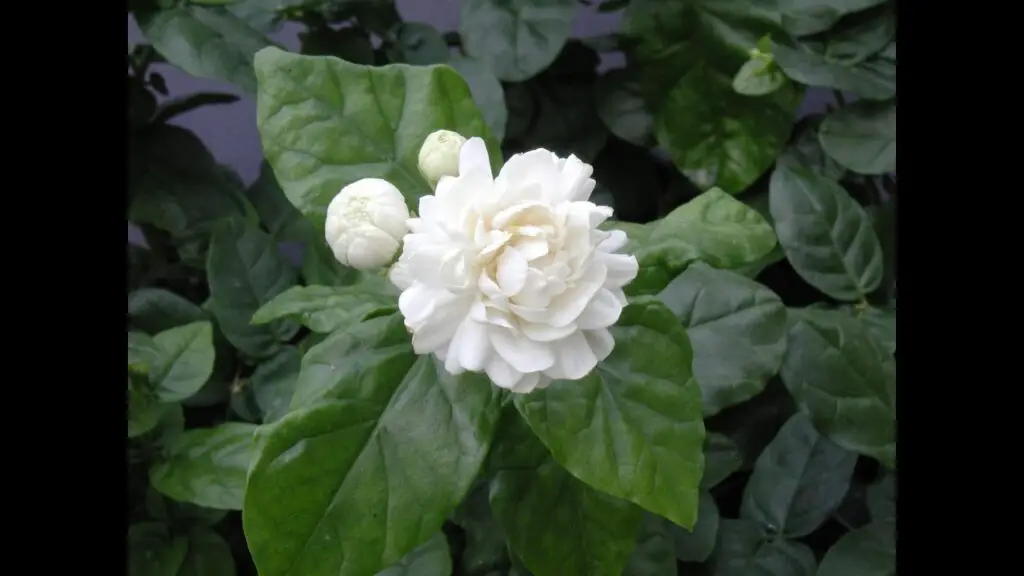 Chinese Emperor Jasmine Plant